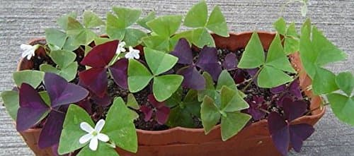 10 x Oxalis Triangularis bulbs. 5 x purple PLUS 5 x green.