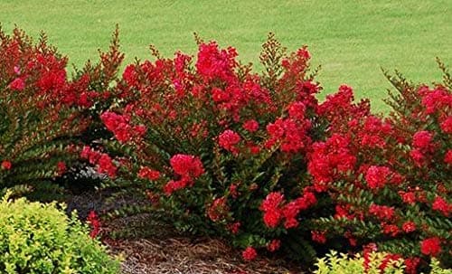 Baton Rouge Patented Miniature Crape Myrtle, Pack of 5, Deep Red, Matures to 3'-4'( Shipped 1'-1.5' Tall, Well Rooted in Pot with Soil)