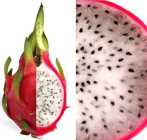Organic Dragon Fruit (Pitaya Hylocereus) 16
