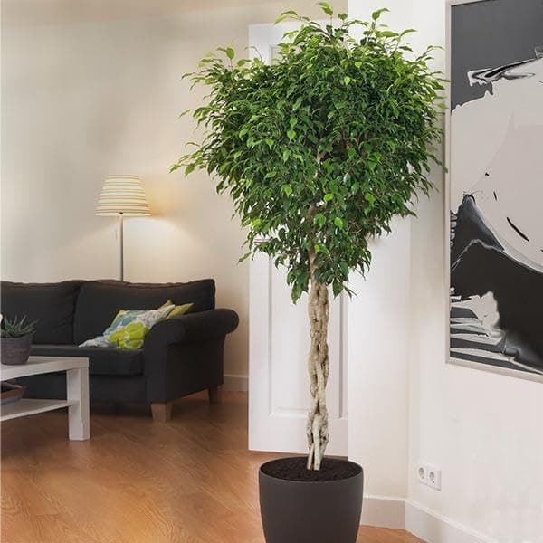 Brighter Blooms - Braided Benjamina Ficus Tree, 4-5 ft. - No Shipping to AZ and OR