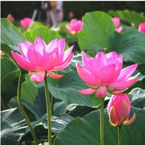 10Pcs Red Bowel Lotus Seeds