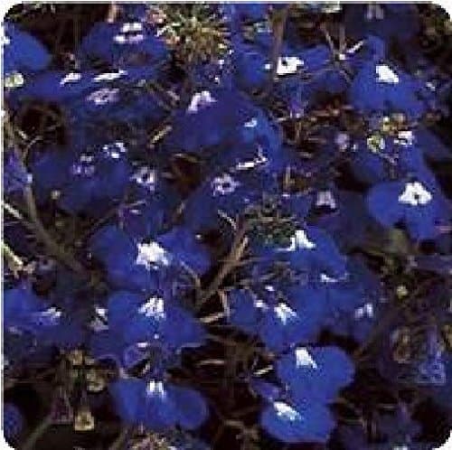 Just Seed - Flower - Trailing Lobelia - Regatta Sapphire - 1000 Seed
