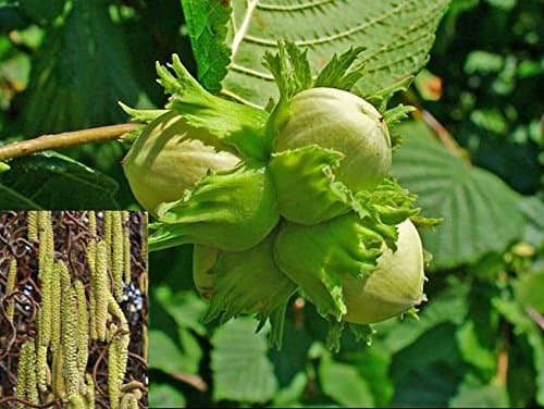 10x Hazel Nut plants, Corylus avellana. Edible fruiting native hedging whips, trees, bush