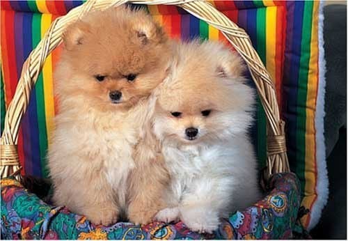 Pomeranian Puppies 300 Piece Puzzle