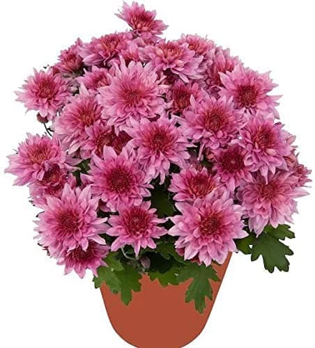Chrysanthemums/Guldavari Flower Live Plant