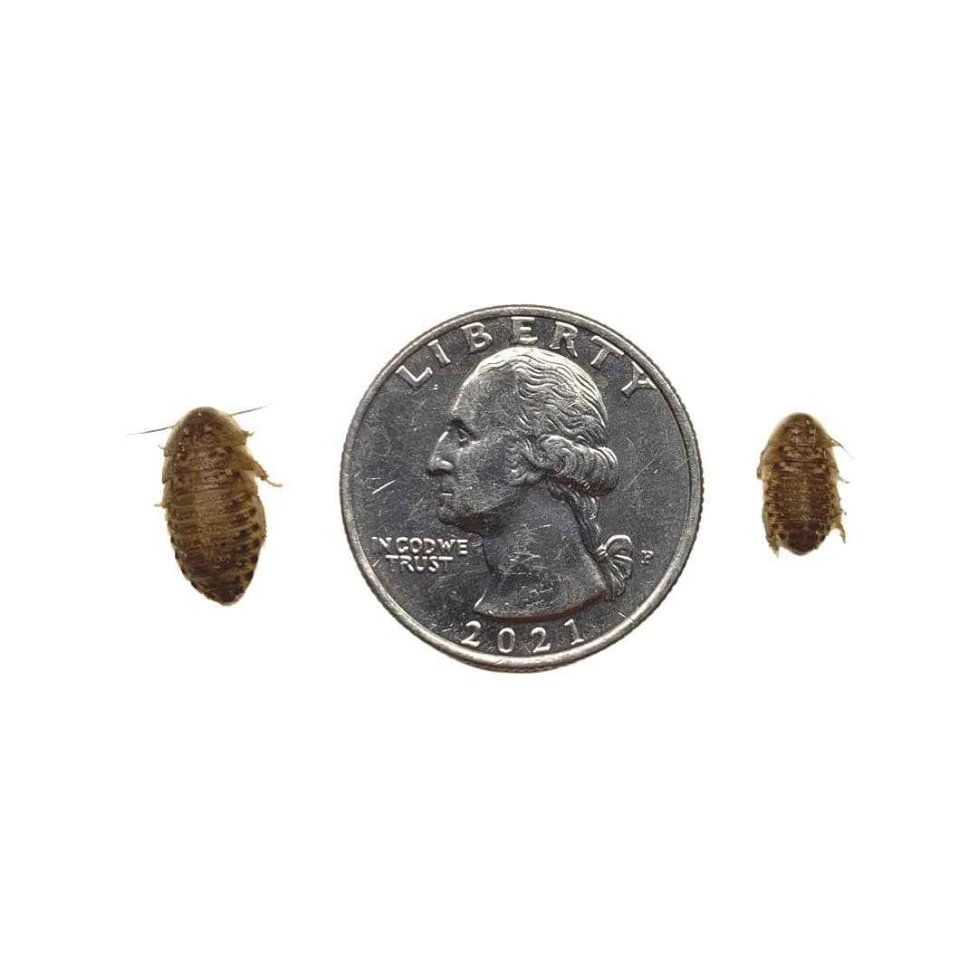 Live Roaches for Reptiles (100, Small 1/2)