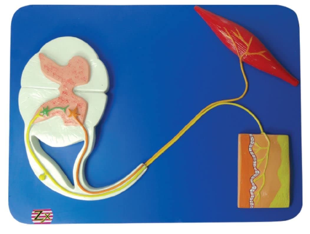 ZX | Reflex Arc | HSP Resin | 22 Features Marked | Anatomical Model