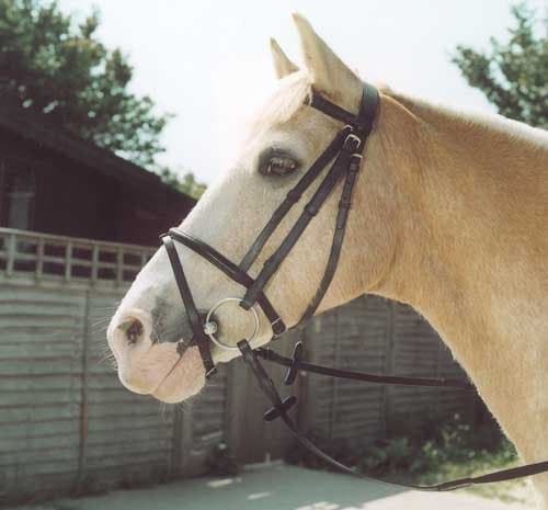 Windsor EquestrianHorses Leather Bridle Brown Full