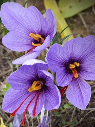 Winter Bulbs IMP. Crocus/Saffron A Grade Hybrid Quality Pot & Land Growing Bulbs (Pack Of 3 Sativus)