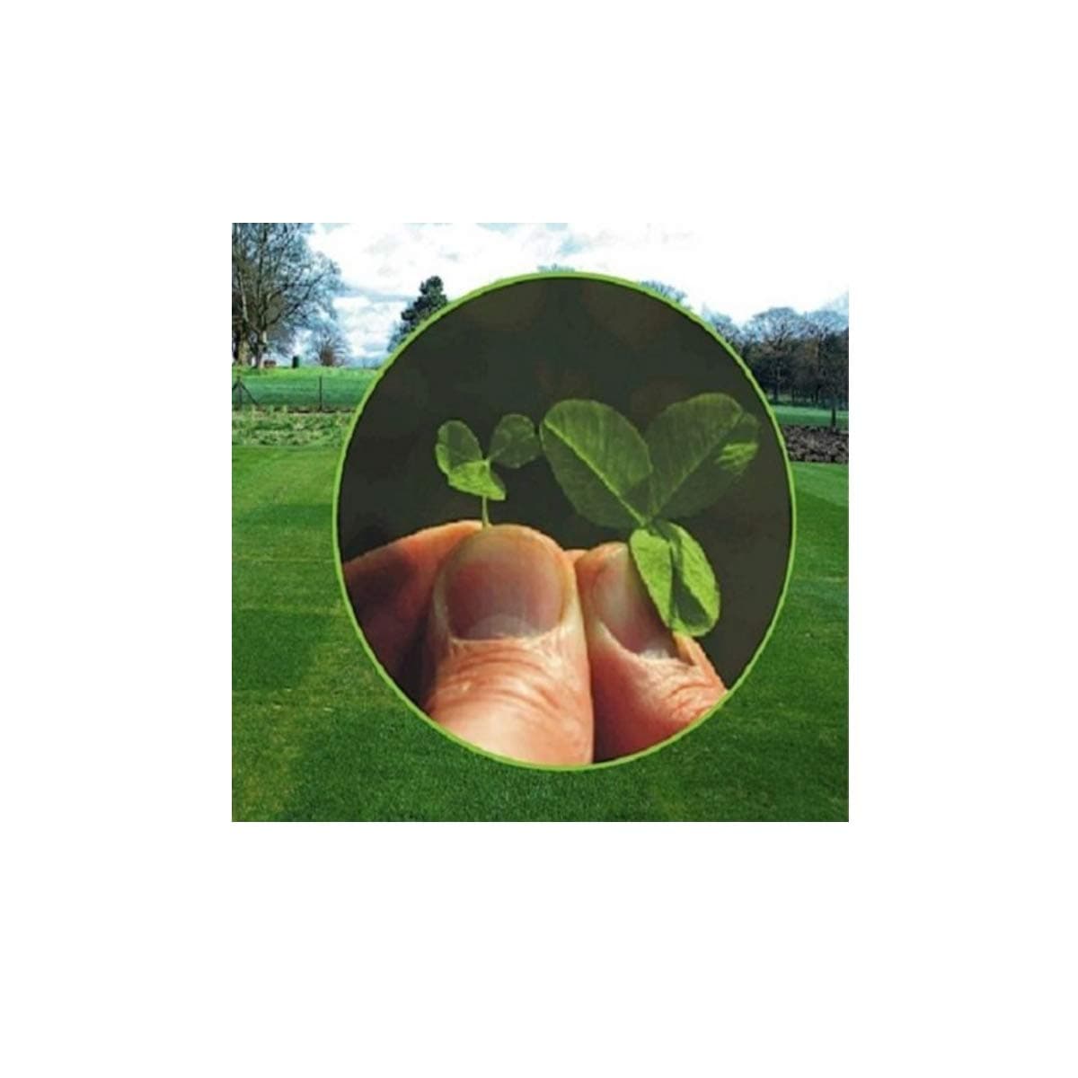 IVISONS PIPOLINA Clover Seed 500g Low Maintenance Drought Resistant NO Grass