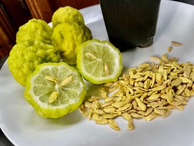 Kaffir Lime Tree Organic 5 Seeds Fresh