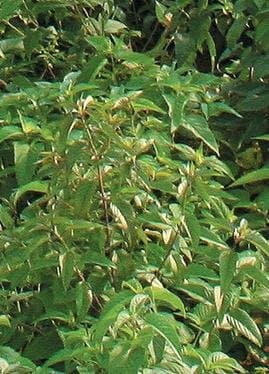 Virginia Mountain Mint (Pycnanthemum virginianum), Seed Packet, True Native Seed