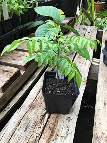 seedsown Curry Leaf Tree Murraya koenigii Tree in a 4 inch Pot