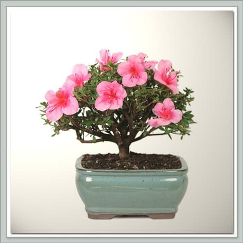 Azalea Bonsai Tree I | Nursery Direct from Joebonsai