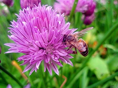 Chives Herb Plants in 9cm and 13cm Pots