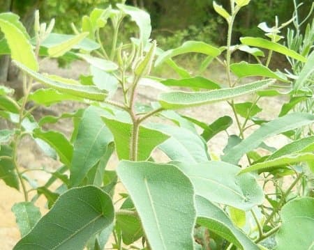 Aroma Essential Oil Diffuser New Model No Condensation with Waterless Auto Shut-off - Aromatherapy Ultrasonic Wood Grain Burner 530 Ml - 16 h - Air Humidifier for Home, Office, Spa