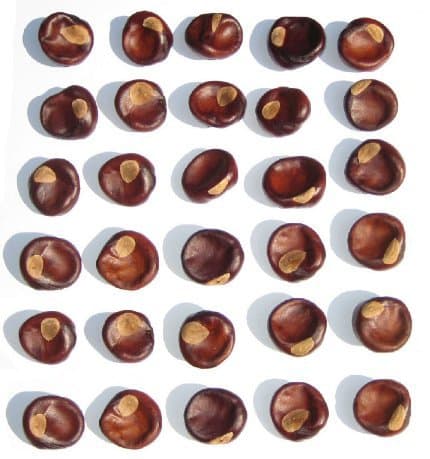 Dimpled Buckeye Nuts, Quarter Size or Larger 30 Nuts