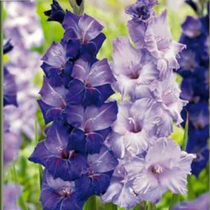Blue Moon Gladiolus