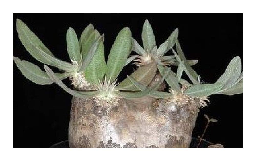 Pachypodium eburneum - Caudiciform - 5 Seeds