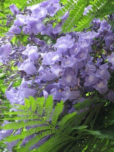 25 Blue Jacaranda Tree Seed (Fern Tree Seed/Brazilian Rose Wood/Green Ebony) Jacaranda Mimosifolia Seeds by Seedville