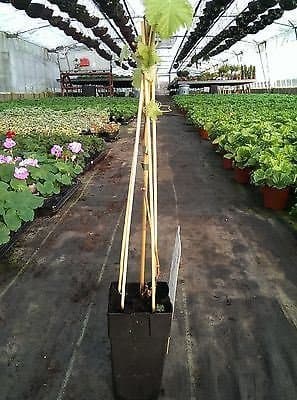 Black Grape Vine Plants 65cm Tall - Frankathaler