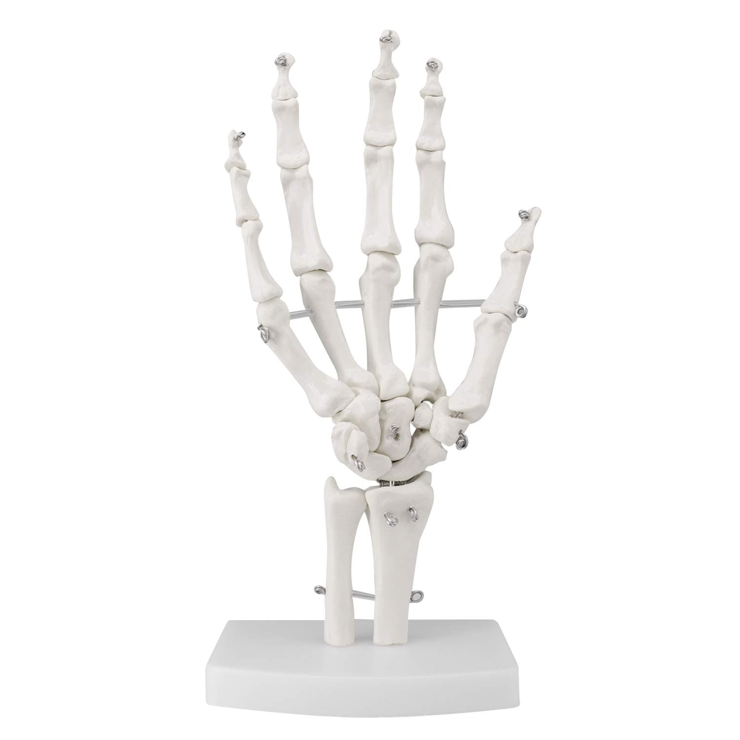 Human Hand Joint Model, 1:1 Scientific Life Size Anatomical Model with Base, Hand Model with Anatomy Diagram Best for Patient Education and Medical Training
