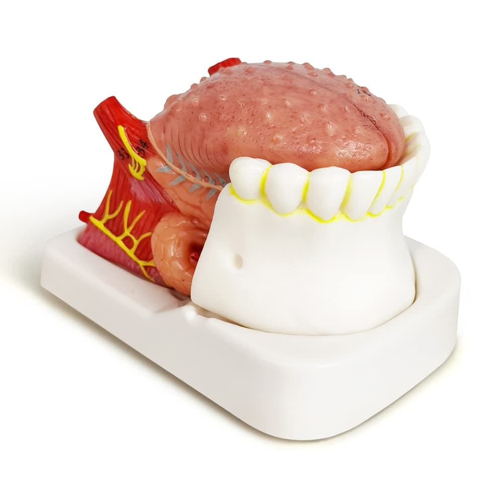 Evotech Human Tongue Anatomy Model, 4 Part Life Size Numbered Human Tongue Model W/Mandible and Lower Teeth Showing The Tongue Body Base Tip for Medical Teaching and Doctor-Patient Communication