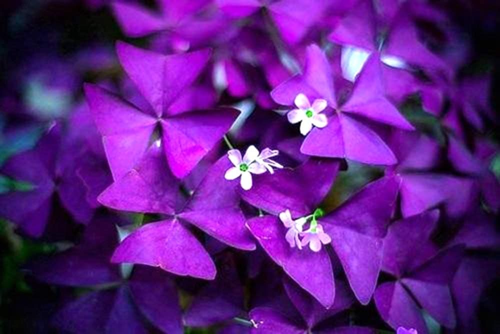 5 x Oxalis Triangularis Bulbs Purple Shamrocks Butterfly Lucky Clover