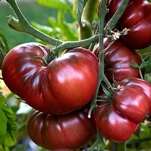 Seeds Black Elephant Tomato - Heirloom Vegetable - GMO Free