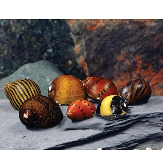 Swimming Creatures™ Assorted Nerite Snails (12 Pack) Freshwater Live Aquarium Snails