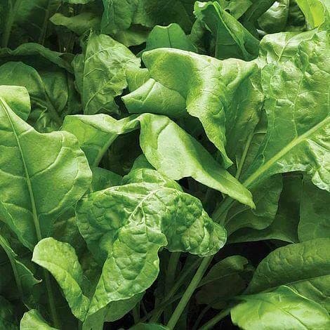130 Seeds of Spinach Beet Perpetual Fresh Vegetable