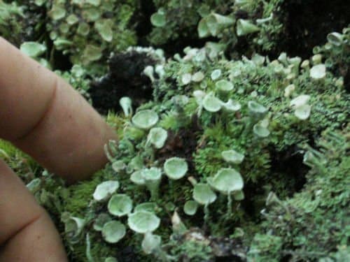 Live Pixie Cup 2 Pack Cladonia for Terrariums Gardens Bonsai Crafts