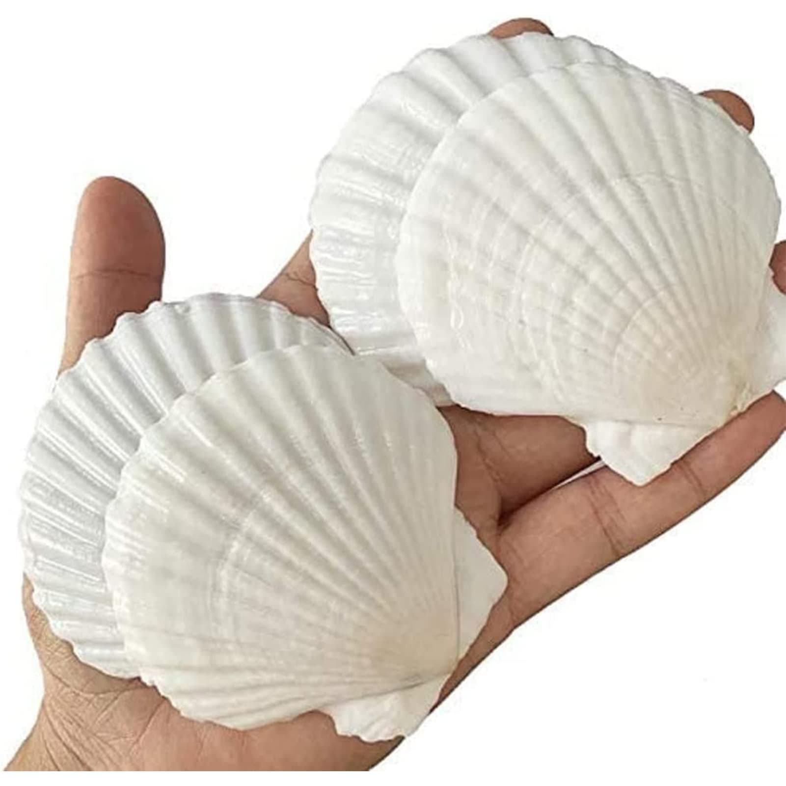 QICQDRAM 30PCS Sea Shells for Crafts Decoration 2''-3'' White Scallop Shells for Crafts DIY Painting Beaching Wedding Decoration, Beach Natural White Seashells Bulk
