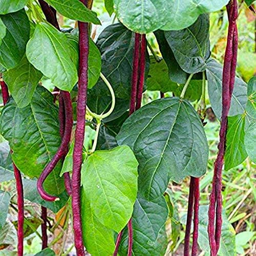 Long Bean Seeds Snake Yard-Long Asparagus Bean Red Noodle Pole Bean Garden Vegetable Green Fresh for Planting Outside Door Cooking Dish Taste Sweet Delicious (Bean Seeds-Red)