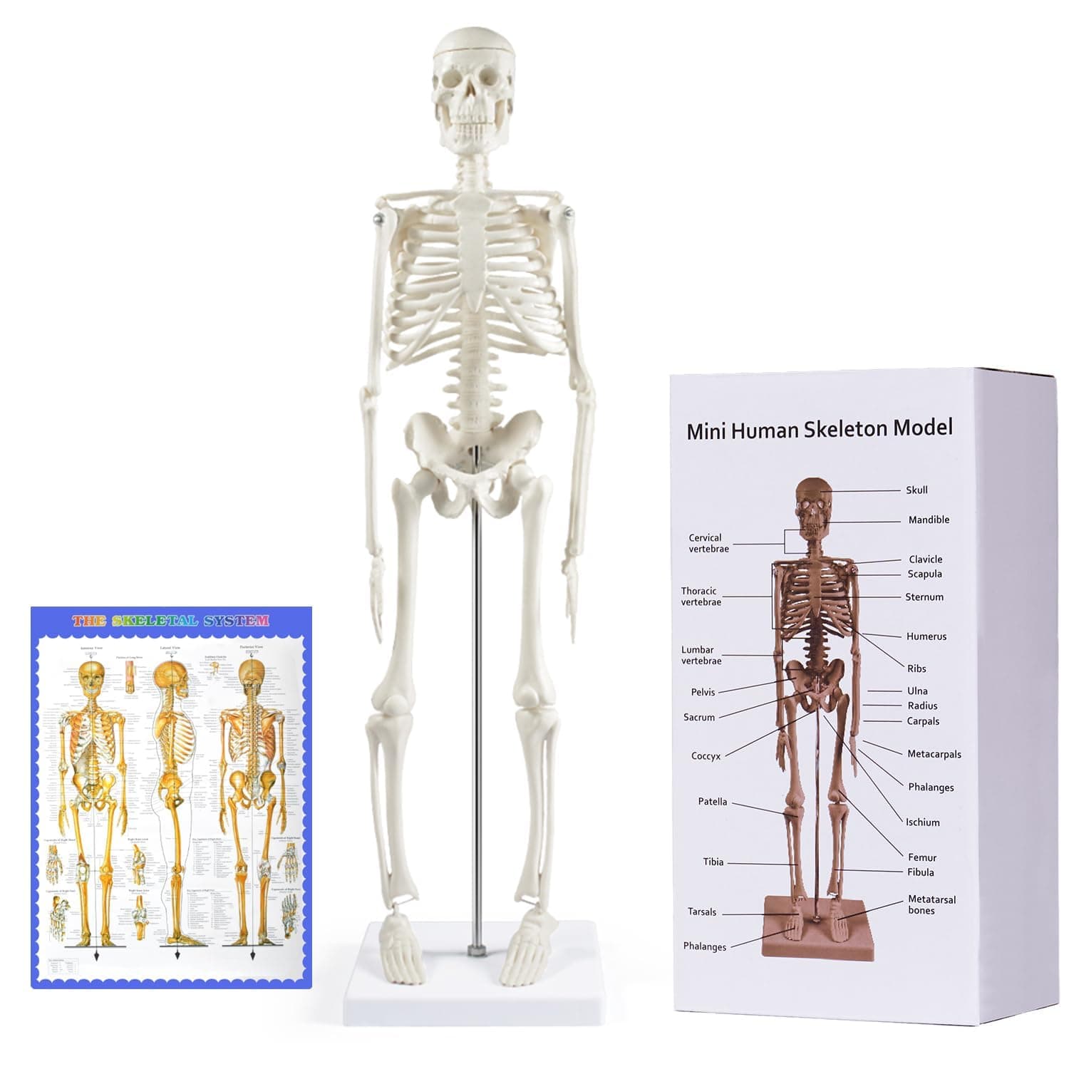 breesky Human Skeleton Model for Anatomy: 17” Human Skeleton Model with Movable Arms and Legs - Scientific Model for Study and Display