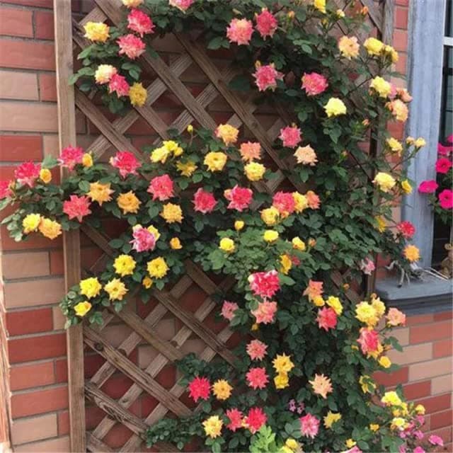 Rare " Multicolour Climber " Rose Flower 20 Seeds Pack for growing