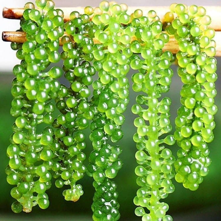 Sea grapes, algae salad, 120g/pack, delicious and refreshing, served with sauce, crispy and low-fat, ready to eat. (3bag)
