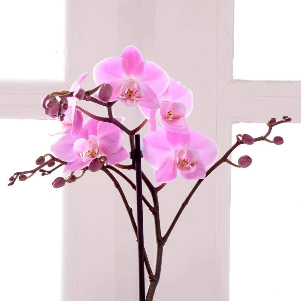 Floric Phalaenopsis Orchid (Single Spike), Multicolour, 30x30x50 cm