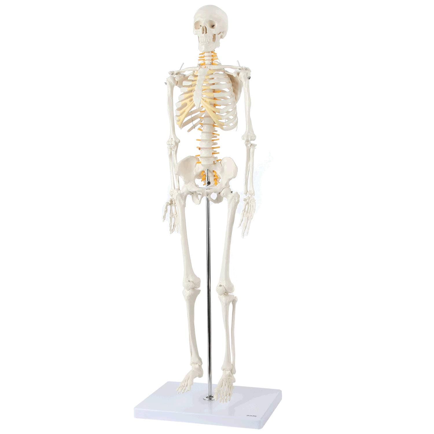 - Axis Scientific Mini Human Skeleton Model with Metal Stand, 31" Tall with Removable Arms and Legs, Easy to Assemble, Includes Detailed Product Manual for Study