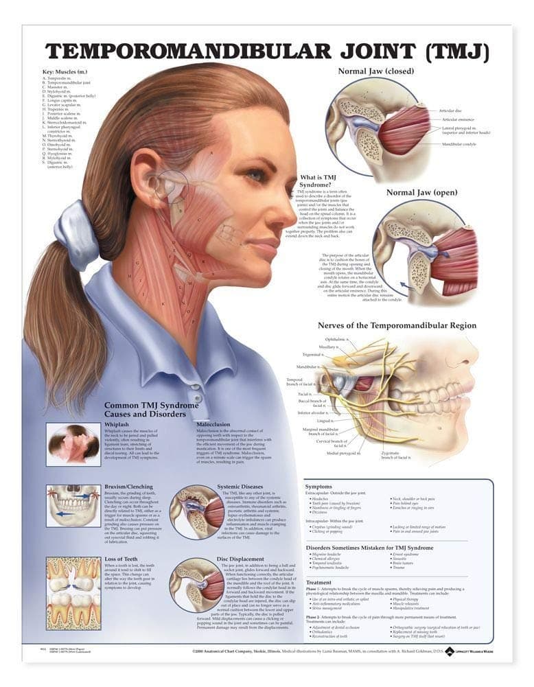 Temporomandibular Joint (TMJ) Anatomical Chart