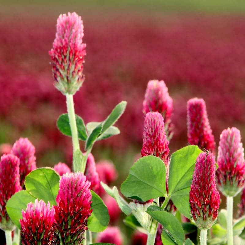 Trifolium Clover Seeds, Pack of 50