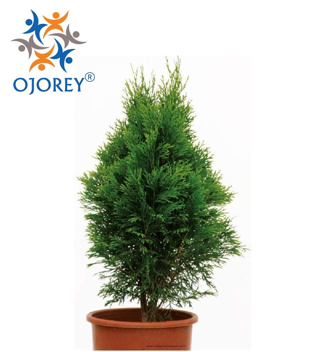 OjOrey MorPankh Live Plant with Pot