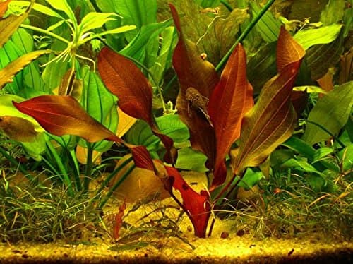 Echinodorus Mercedes - Live aquarium plant