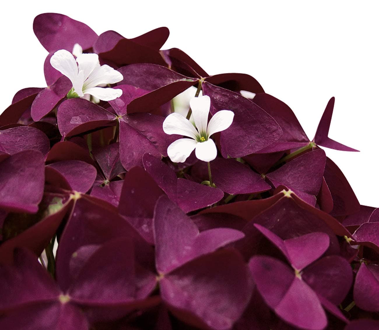 Nema Oxalis Triangularis Plant Seeds-Purple-100Pcs