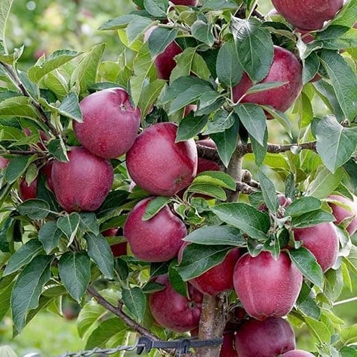 🅼🆅🅺🆁 Live Apple Fruit Plant I for Hot Climate Supporting All India Weather | Delicious Fruit Plant for Your Garden | Pack of 1 Plant