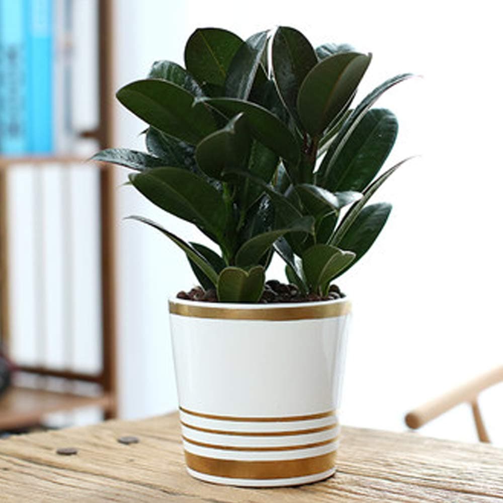Better-Way Ceramic Round Bowl Design Succulent Cactus Plant Pots Flower Planter Decorative Orchid Container Mid Century Modern Decor (White and Gold)