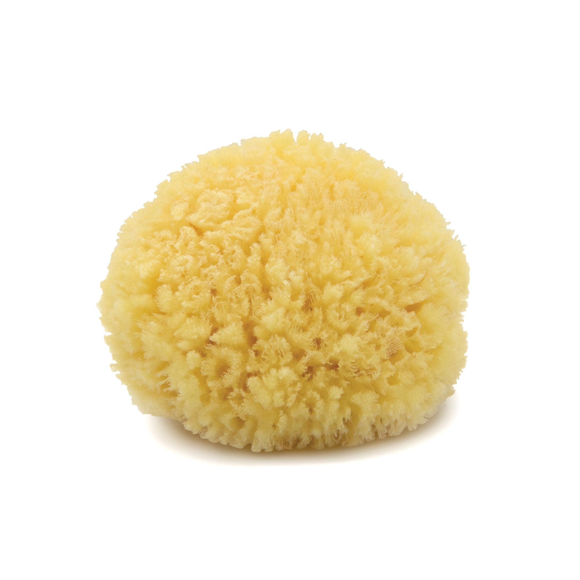 Neptune Caribbean Sea Sponge, Medium (Approx. 5-6 Inch), Hand Processed, Natural & Eco-Friendly Bath Sponge