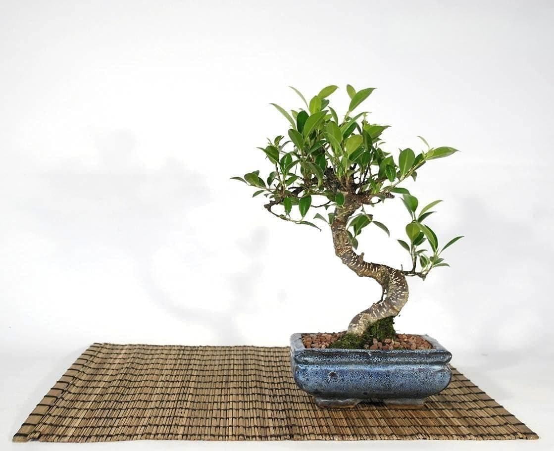 Ficus Retusa Bonsai Tree in a Rectangular Pot 15 cm.