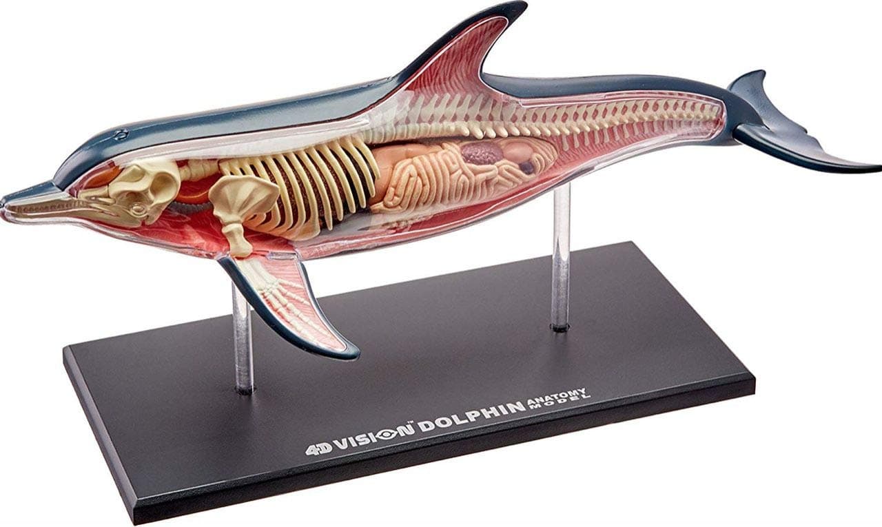 Famemaster 4D-Vision Dolphin Anatomy Model