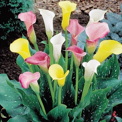 Calla Lily Mixture (3 bulb) Ideal for Pots and Planters, Cut Flowers